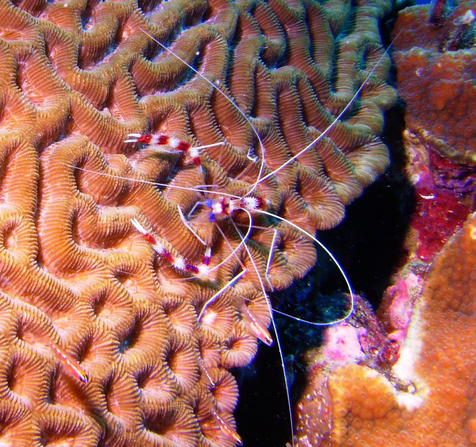 Banded Coral Shrimp