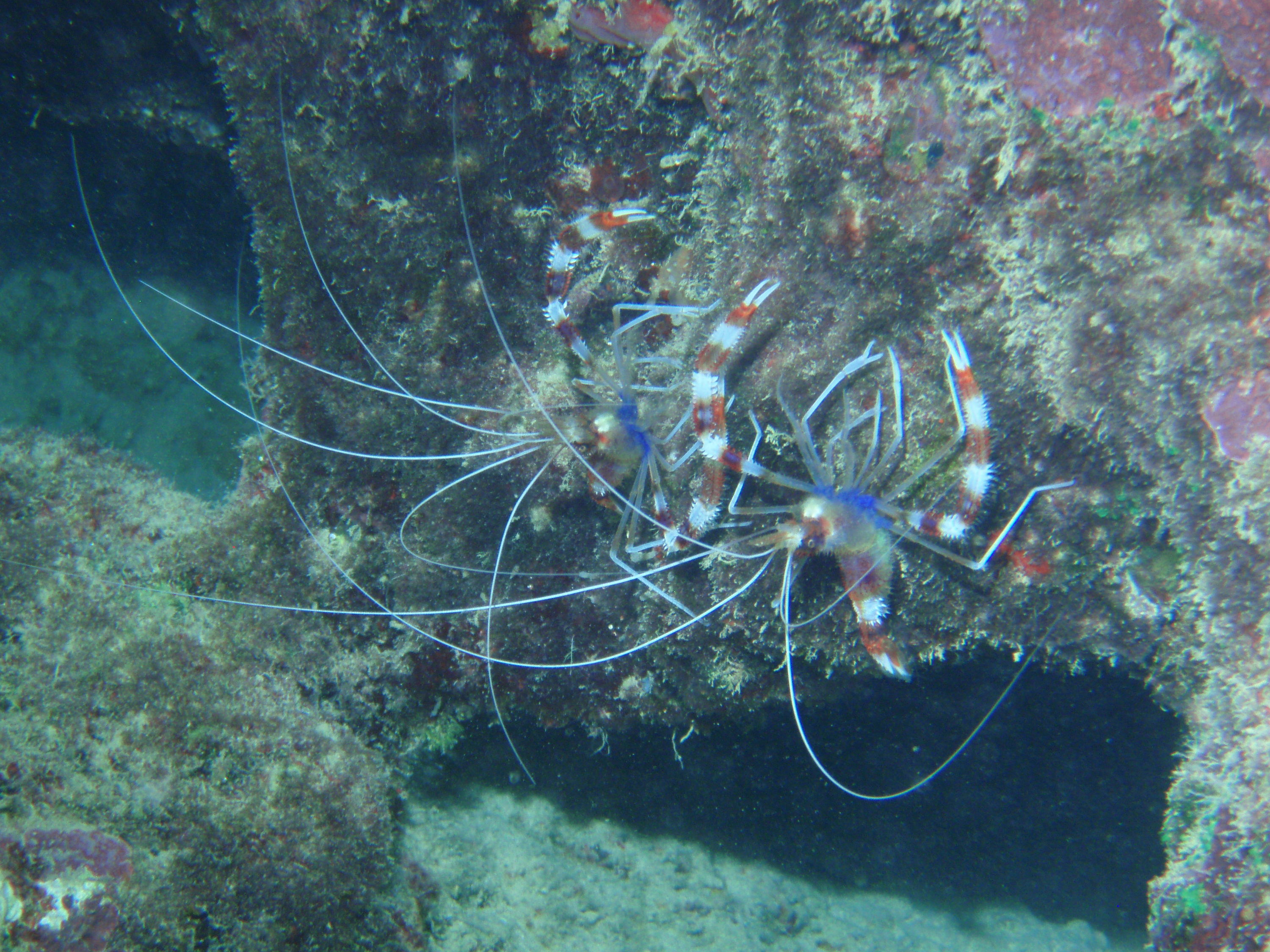 Banded Coral Shrimp