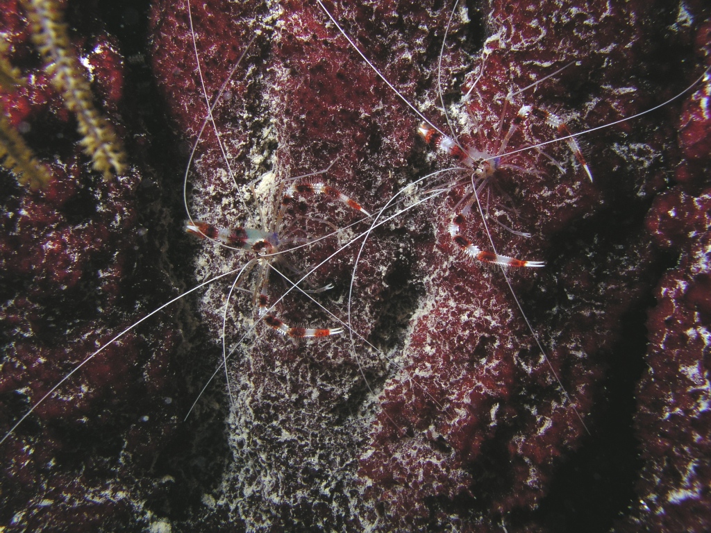 Banded Coral Shrimp