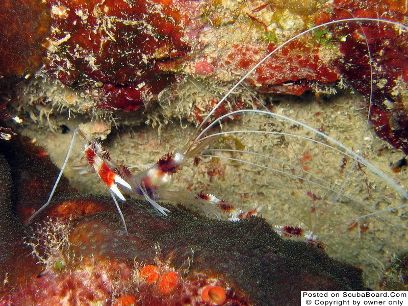 Banded Coral Shrimp