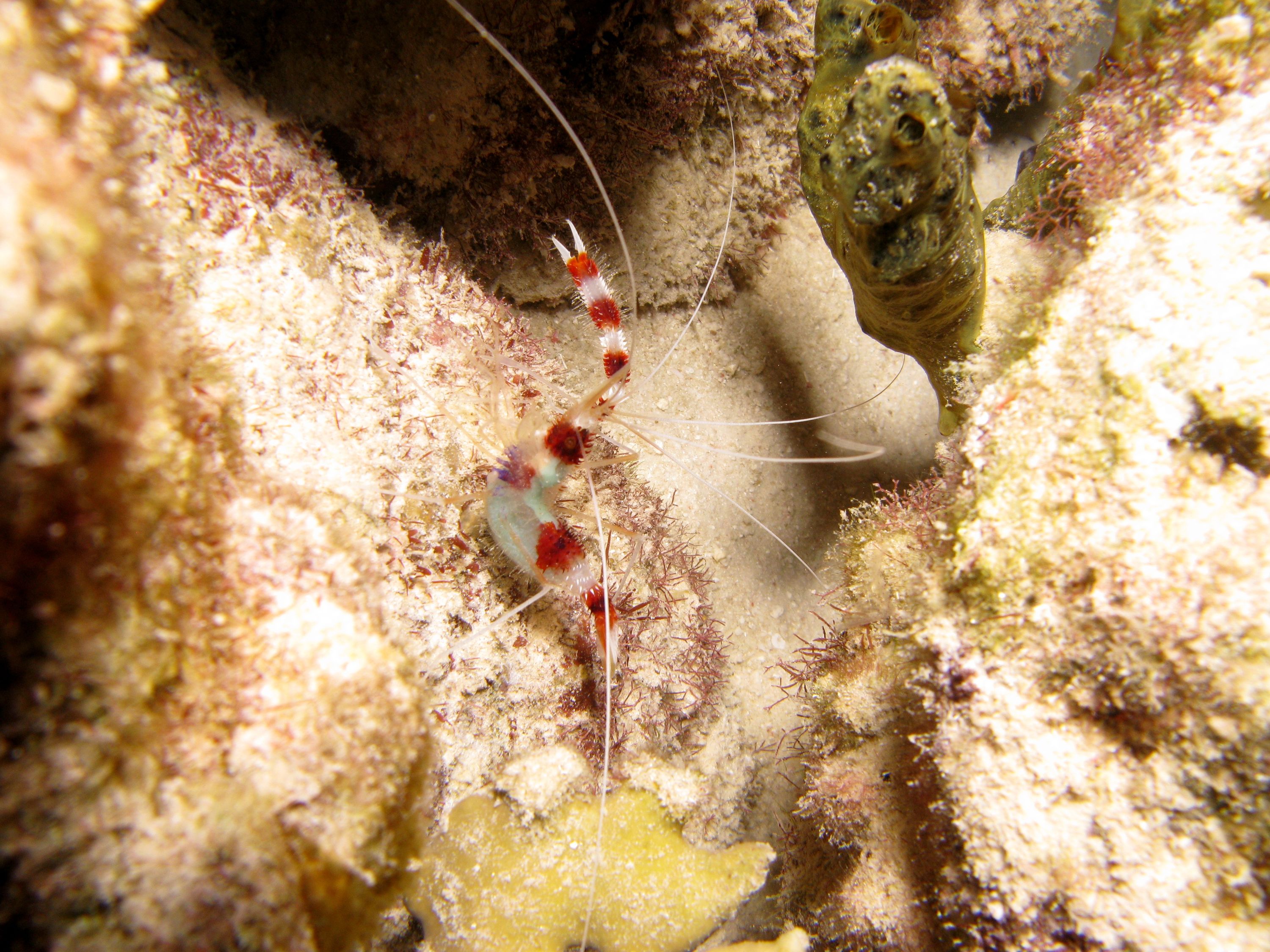 Banded Coral Shrimp