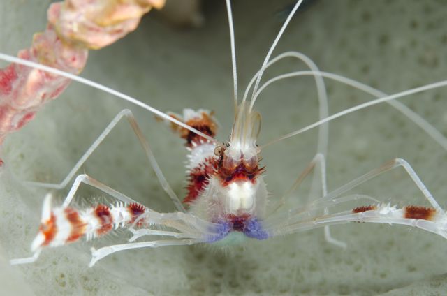 Banded Coral Shrimp