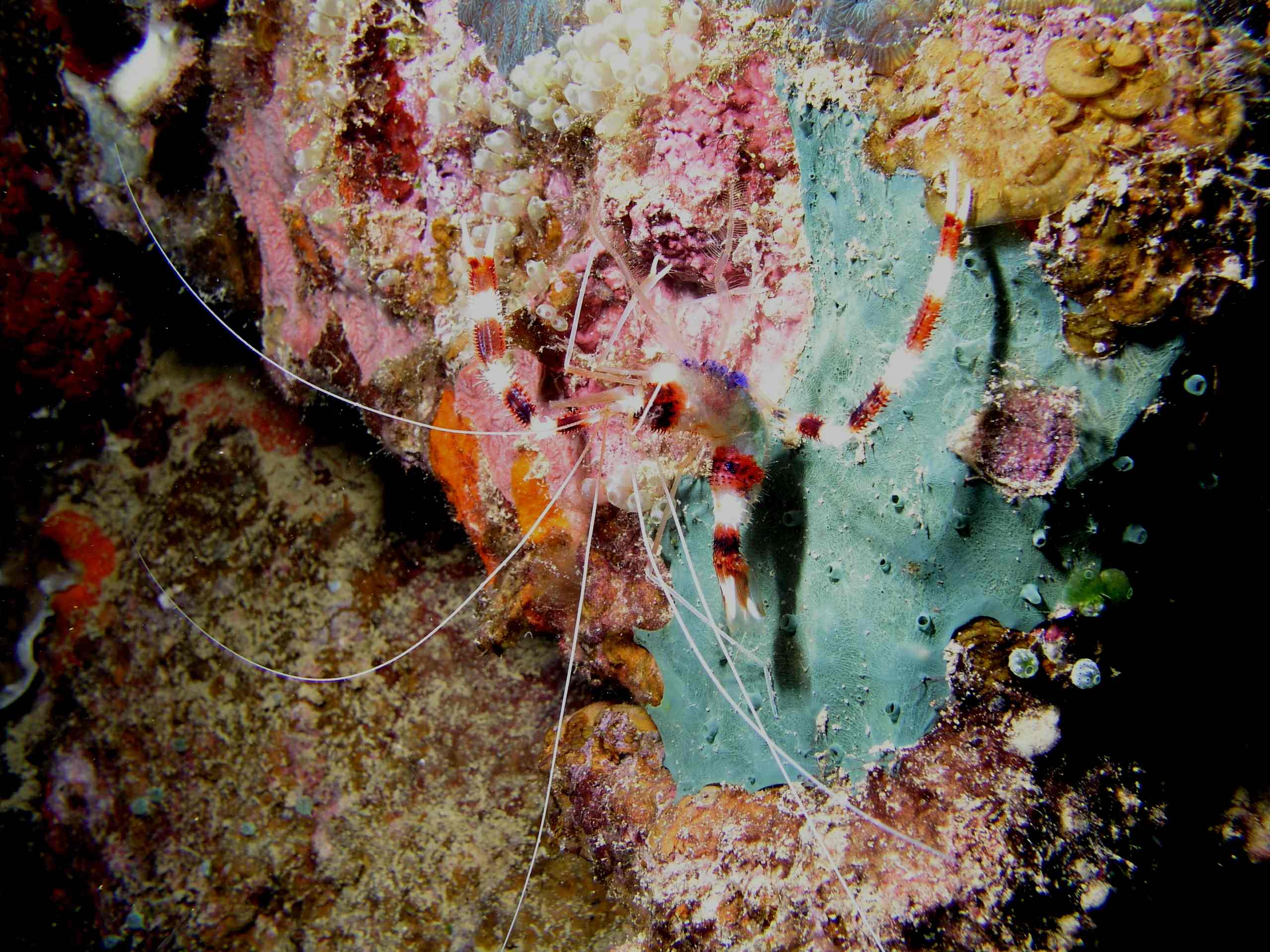 Banded Coral Shrimp