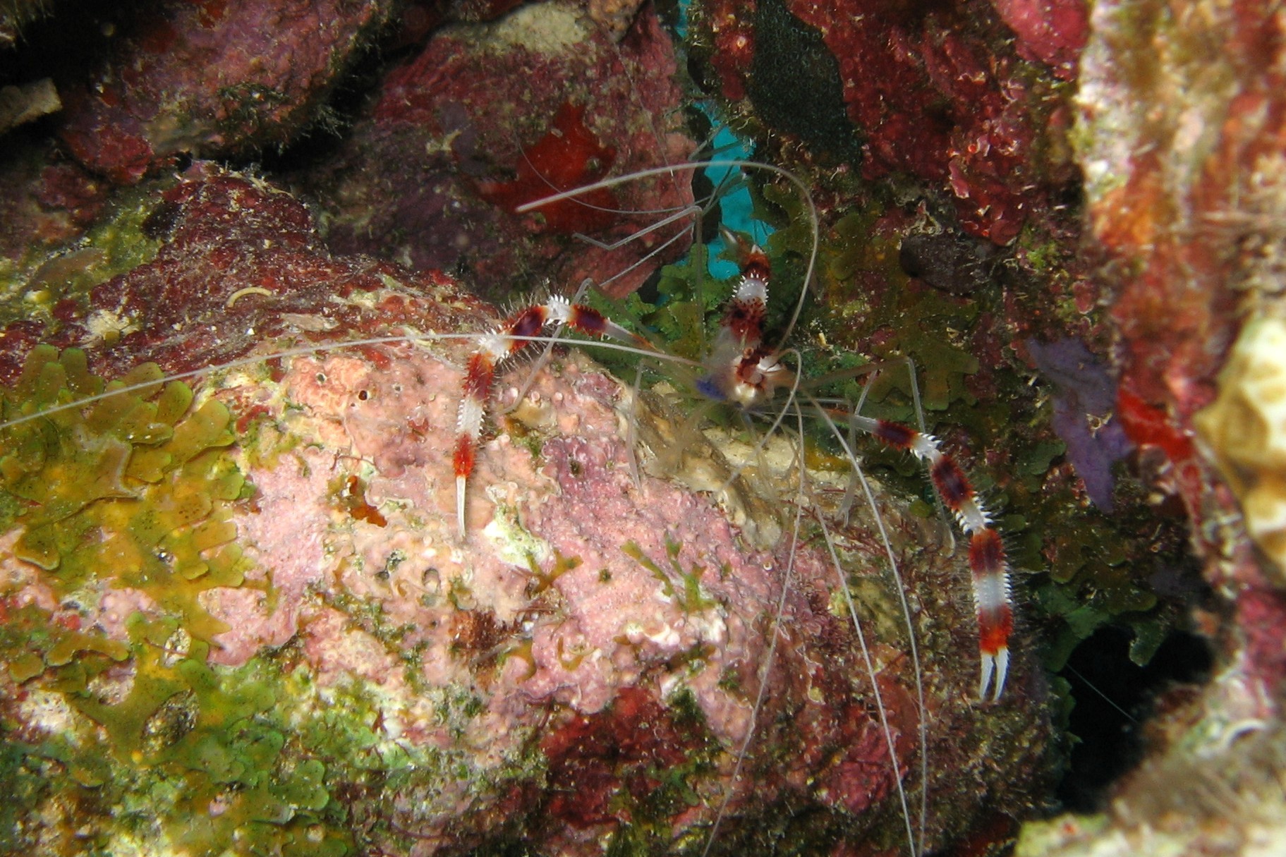 Banded Coral Shrimp