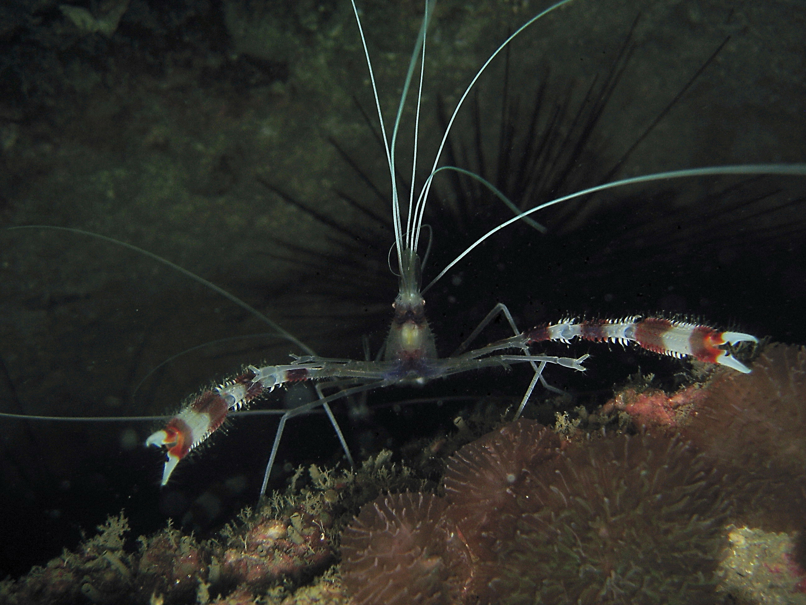 Banded Coral Shrimp