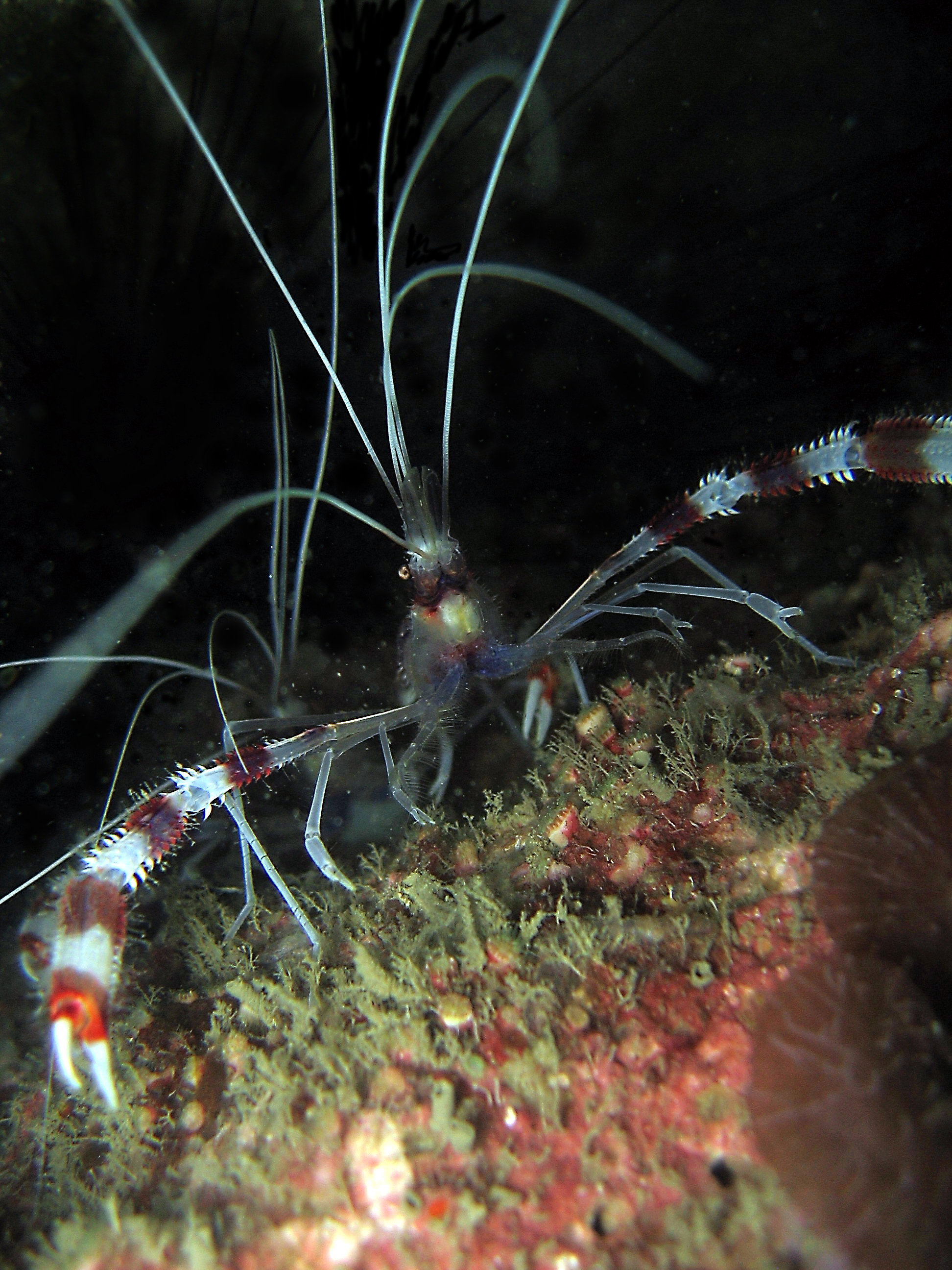 Banded Coral Shrimp