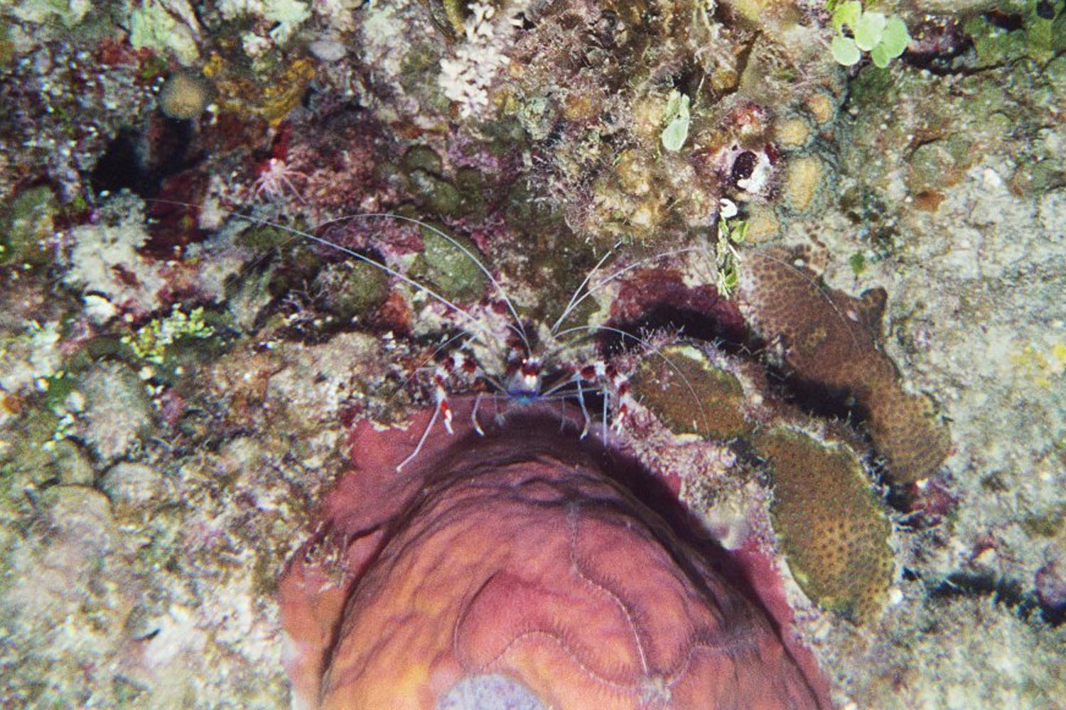 Banded Coral Shrimp