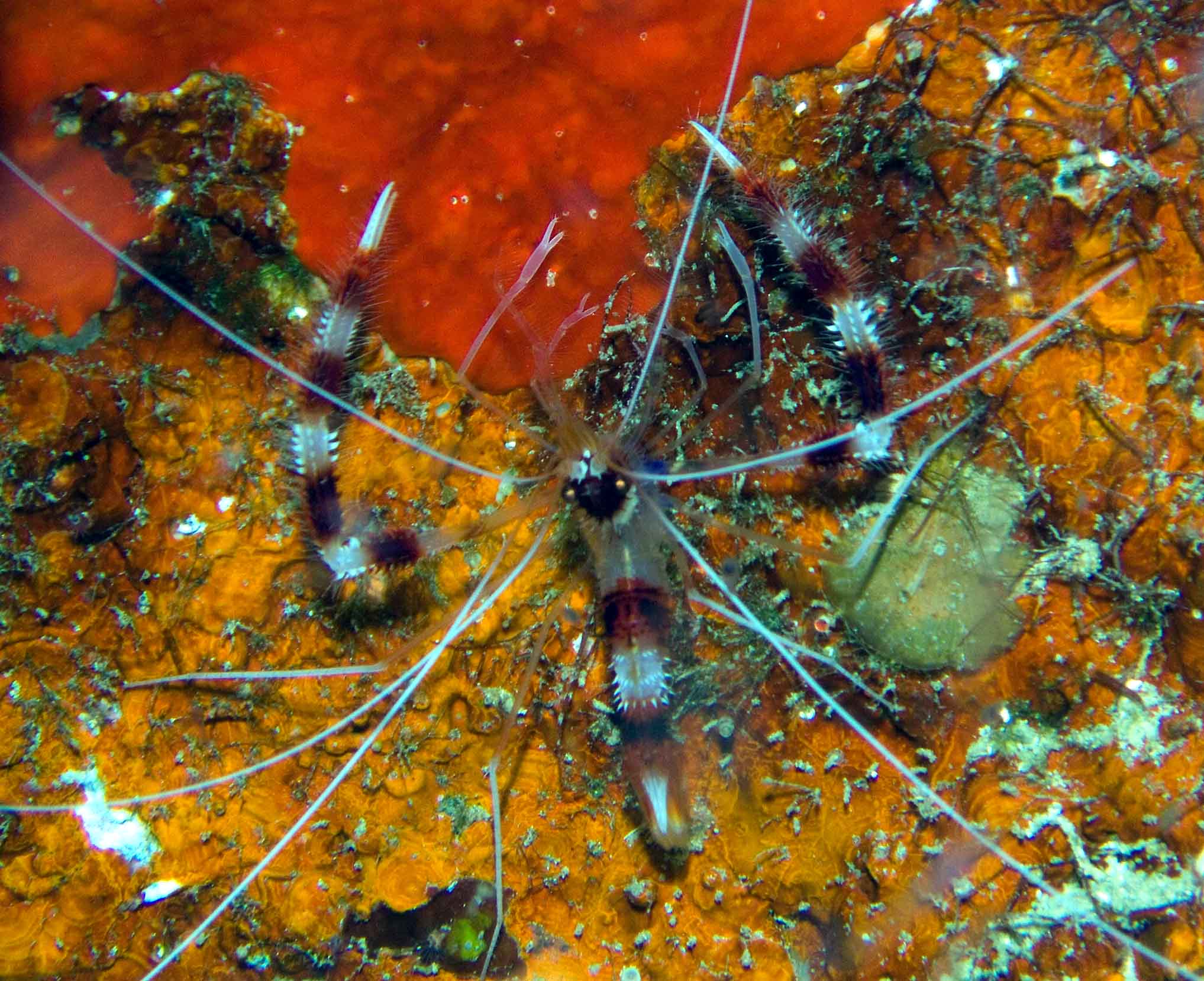 Banded Coral Shrimp