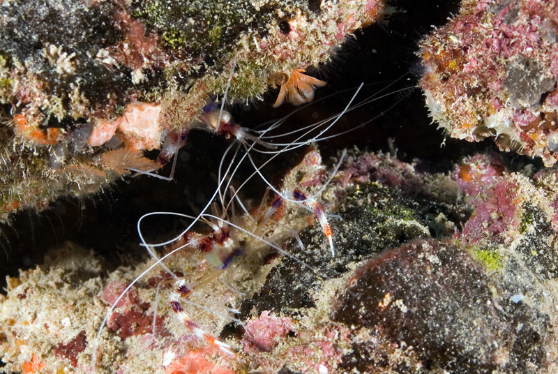 Banded Coral Shrimp