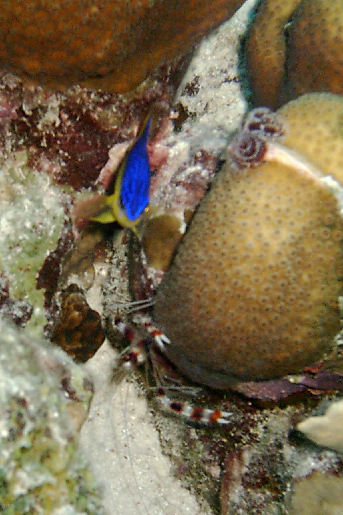 Banded Coral Shrimp