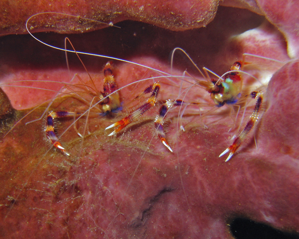 Banded Coral Shrimp