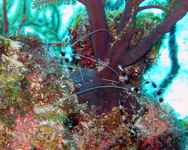 Banded Coral Shrimp