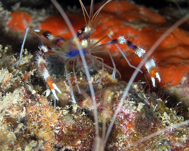 Banded Coral Shrimp