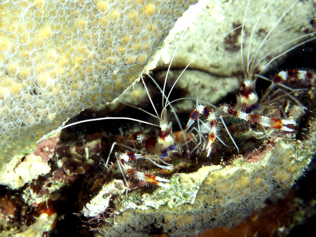 Banded Coral Shrimps