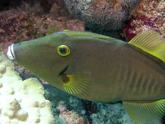 Banded filefish