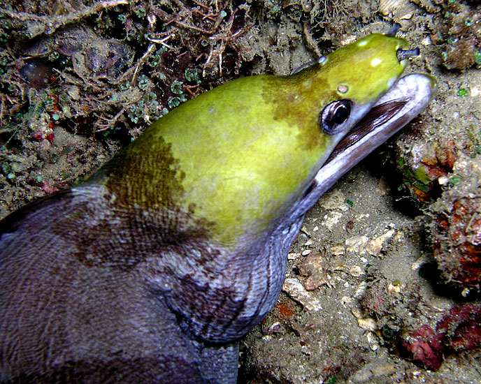 Banded Moray