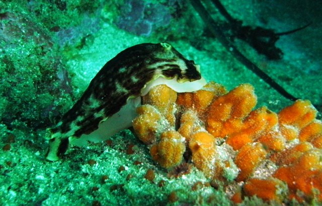 Banded Nudi