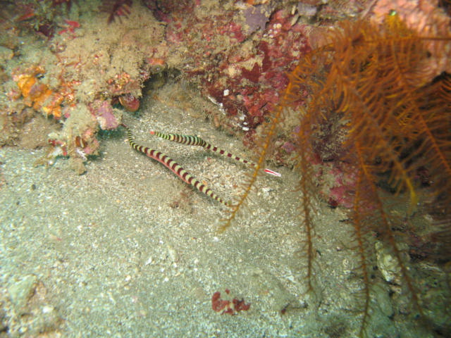 Banded Pipefish..one's pregnant!