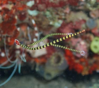 Banded Pipefish