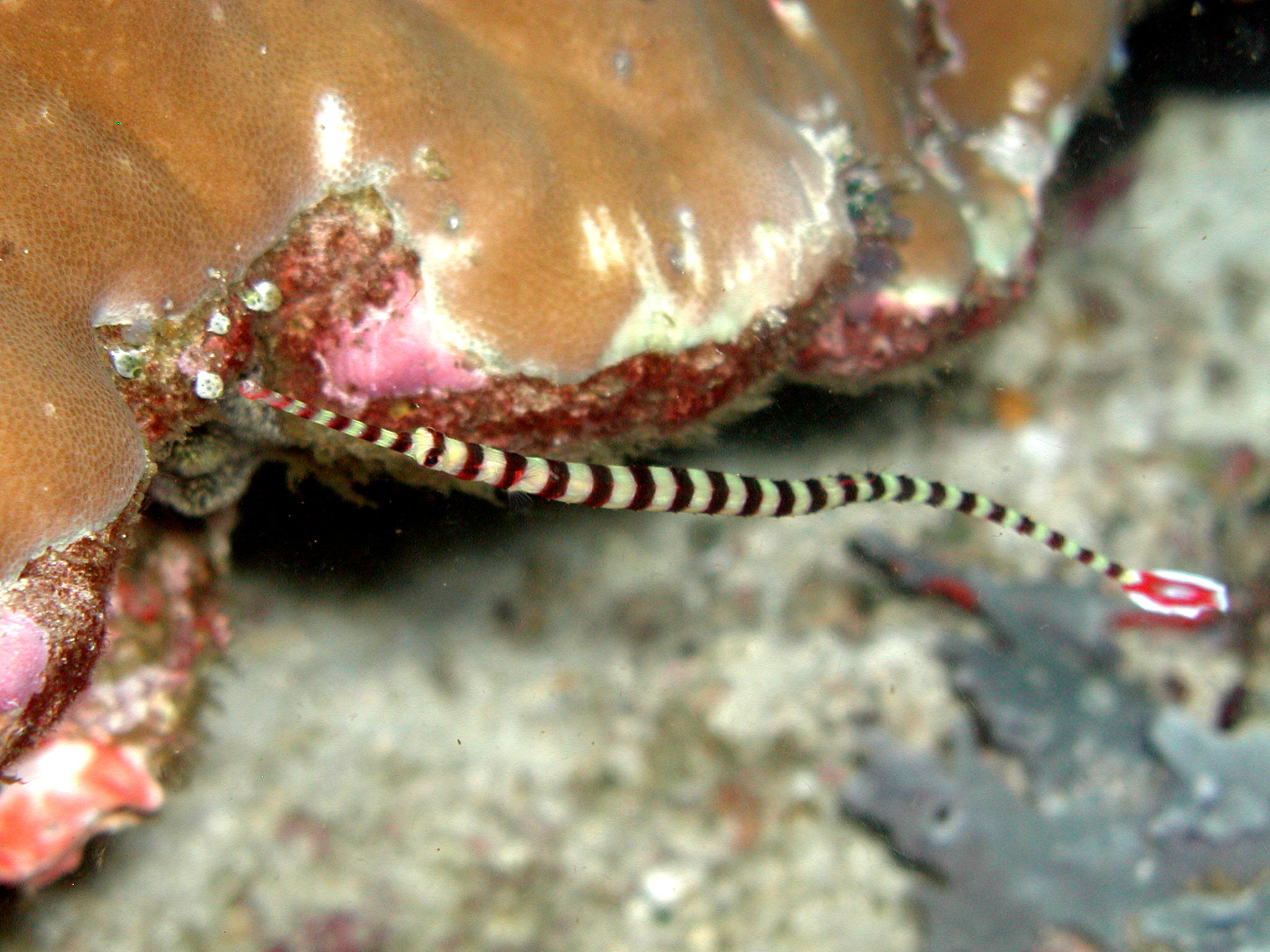 Banded Pipefish