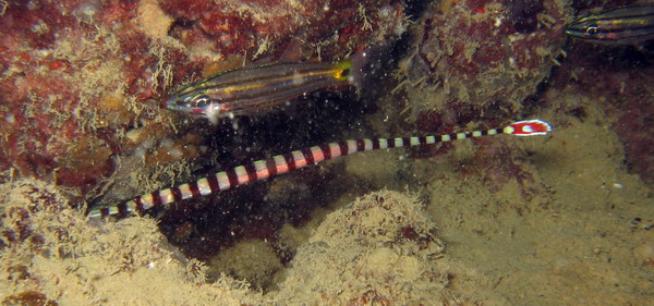 Banded Pipefish