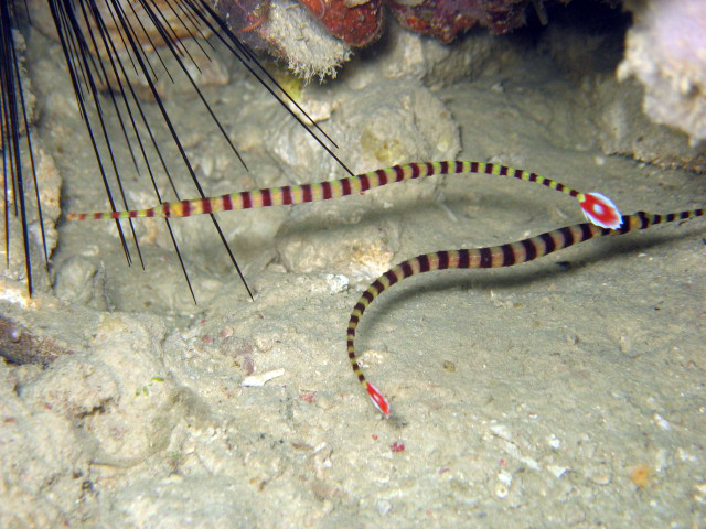 Banded Pipefish