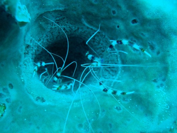 banded reef shrimp