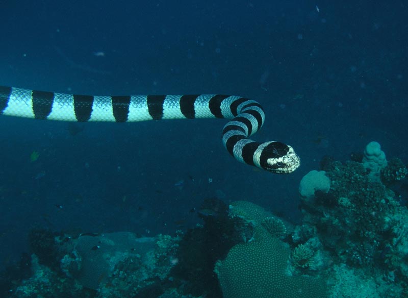 Banded Sea Krate