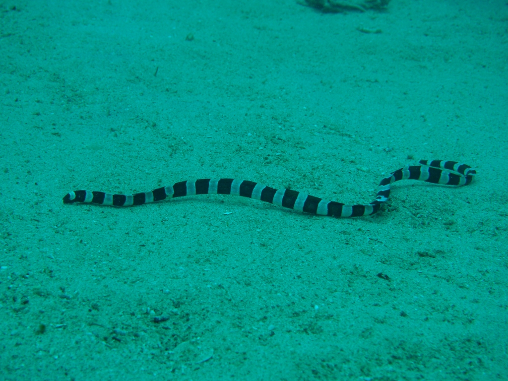 Banded Sea Snake