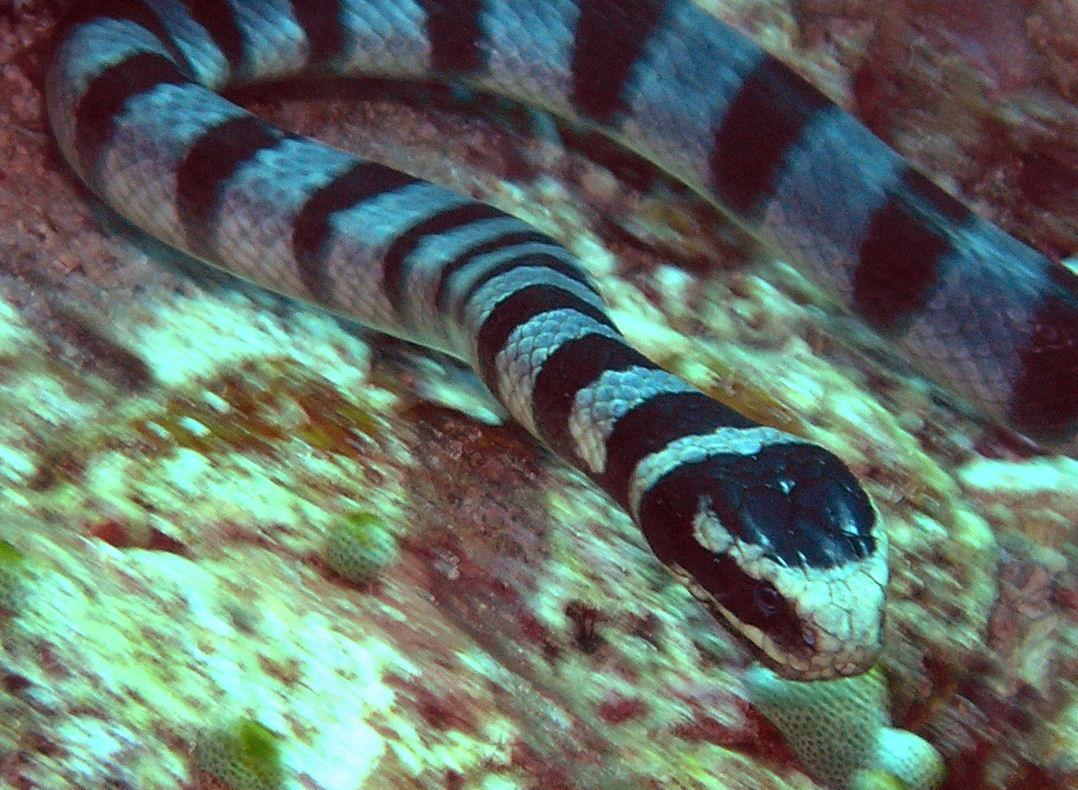 Banded Sea Snake