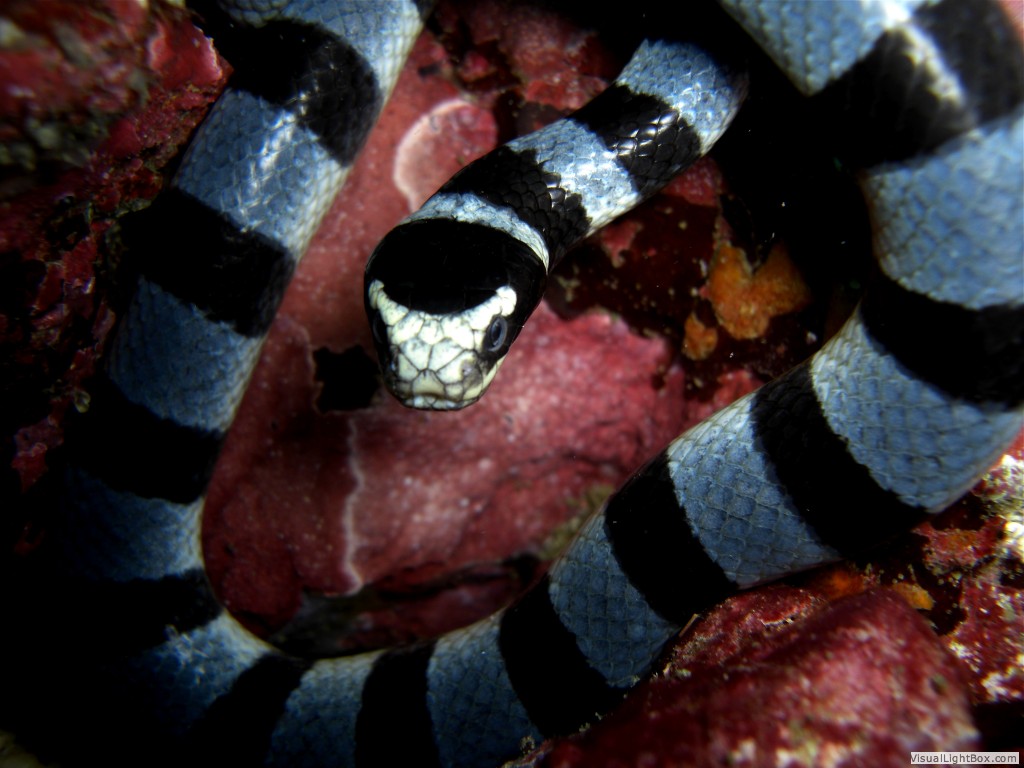 Banded Seasnake