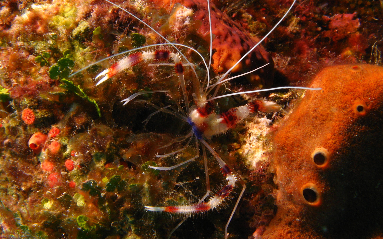 Banded Shrimp, Cozumel Nov 2008