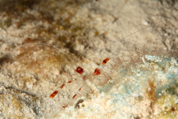 Banded shrimp