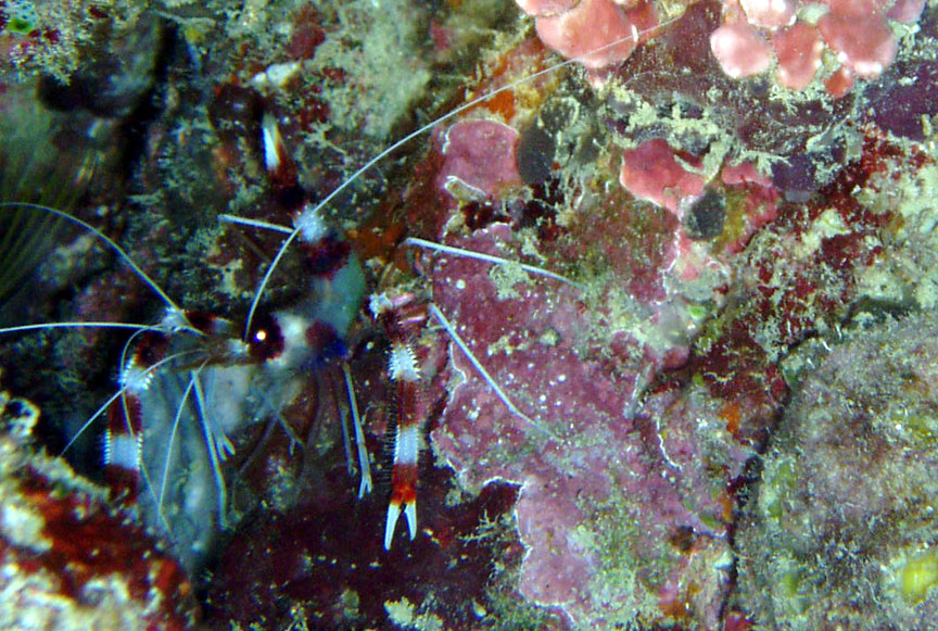 Banded Shrimp