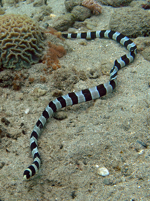 Banded Snake Eel on the prowl
