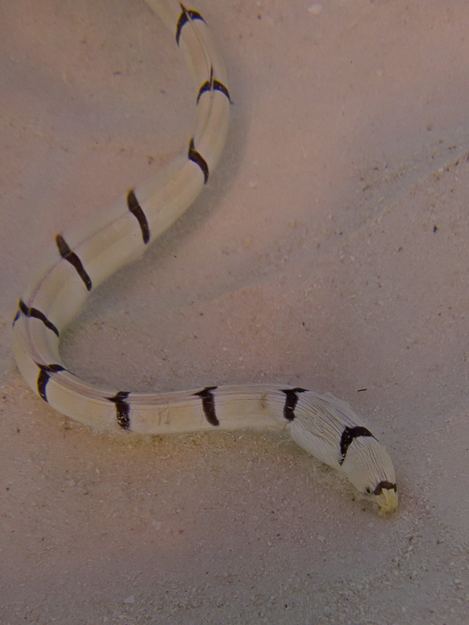 Banded snake eel on the prowl