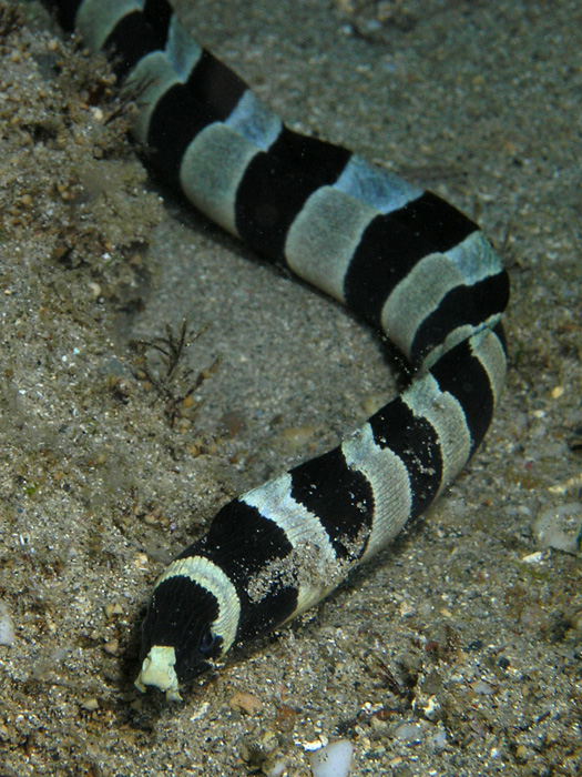 Banded Snake Eel up close