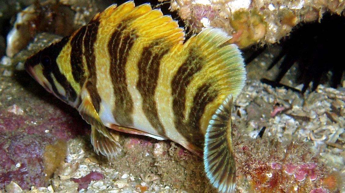 Banded Tree fish