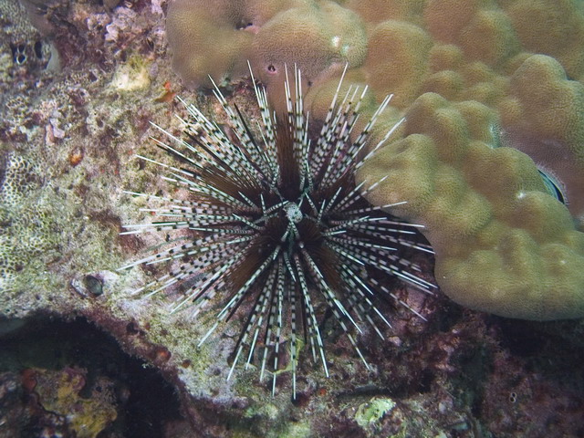 Banded Urchin