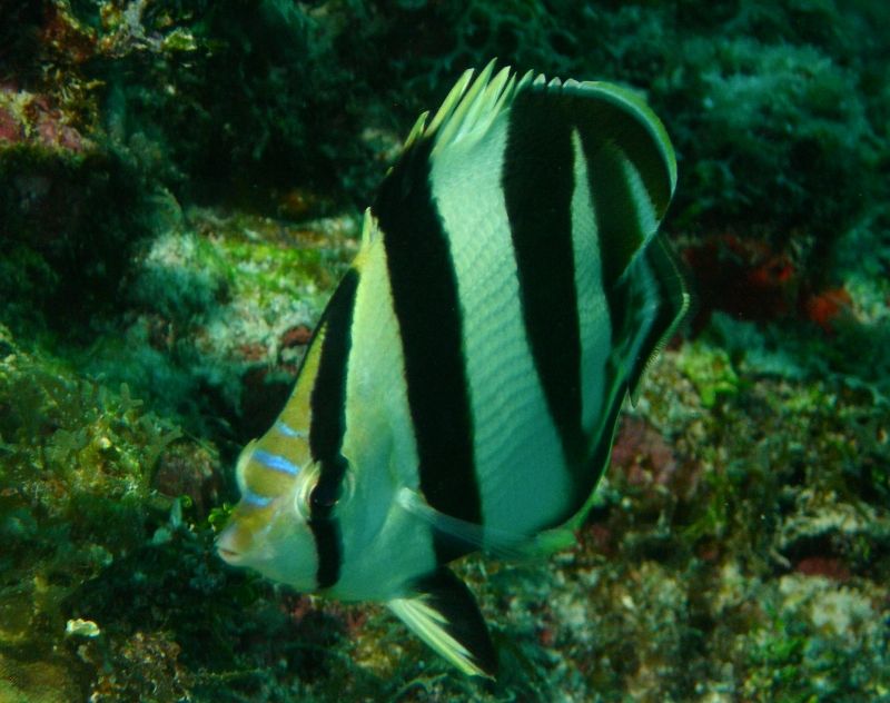 Banded_Butterflyfish