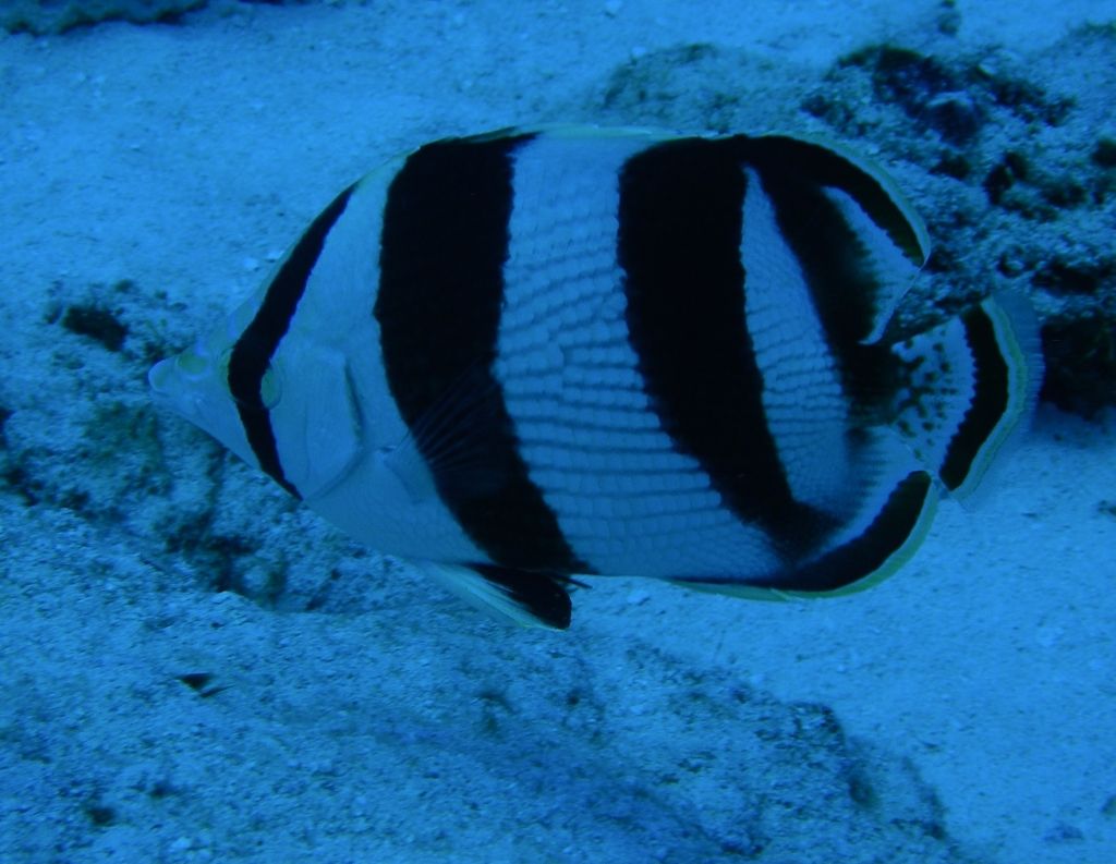 Banded_Butterflyfish