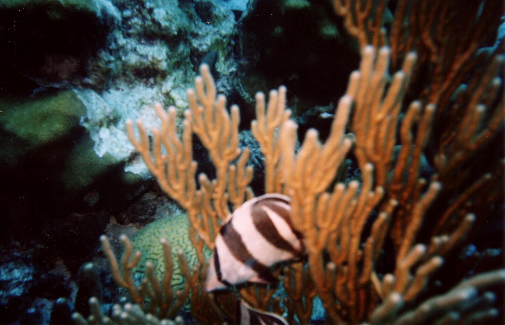 Banded_Butterflyfish_Bonaire_2004