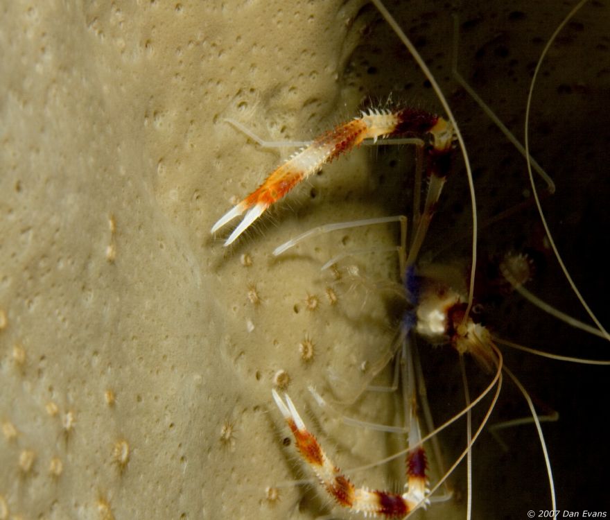 banded_coral_shrimp