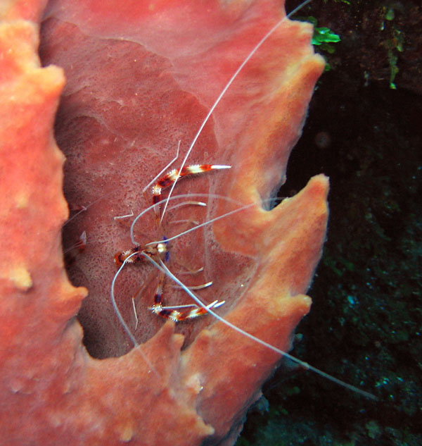 Banded_Coral_Shrimp_D31_sm