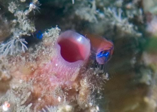 banded_goby