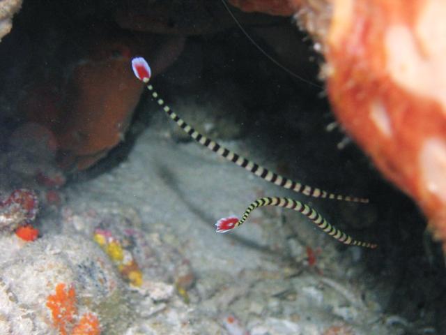 BANDED_PIPEFISH