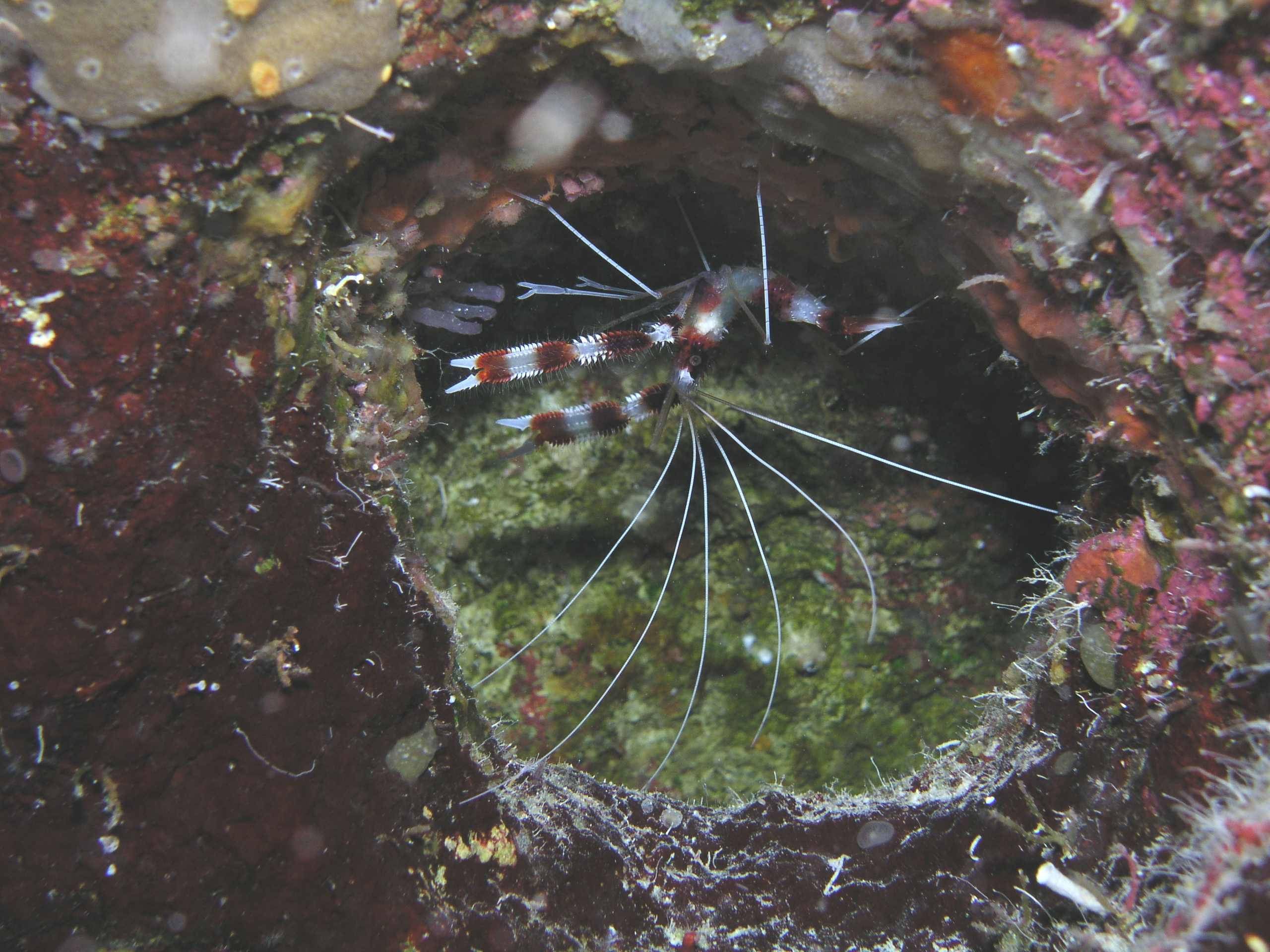 Banded_shrimp