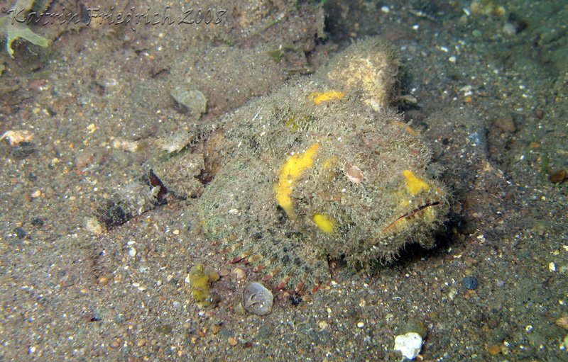 bandtail scorpionfish