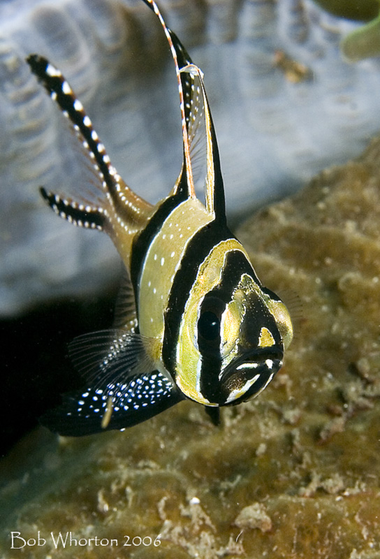 Bangai Cardinalfish