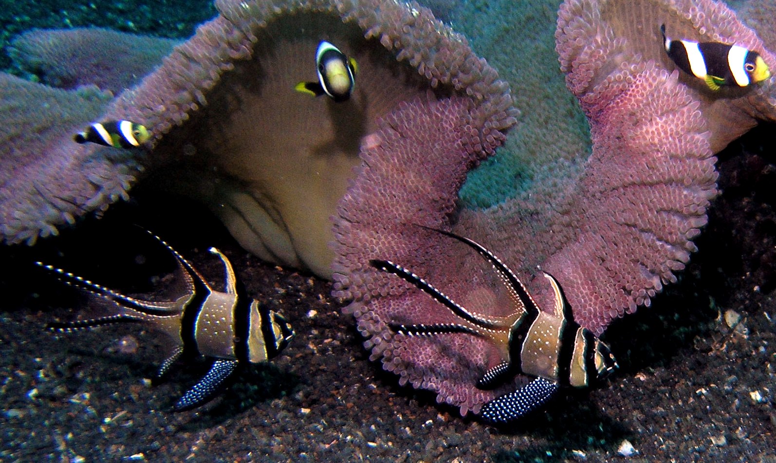 Banggai Cardinalfish Lembeh Strait